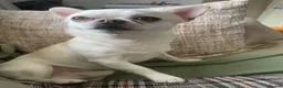 Chihuahua dogs for sale: KC rare Russian, 3 year old Chihuahua boy - Advert 7