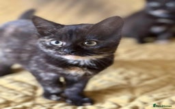 British Shorthair cats for sale: Pure British Shorthair Girls Ready Now! - Image 25