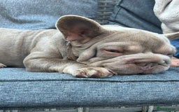 French Bulldog dogs for sale: lilac big rope frenchie - Image 3