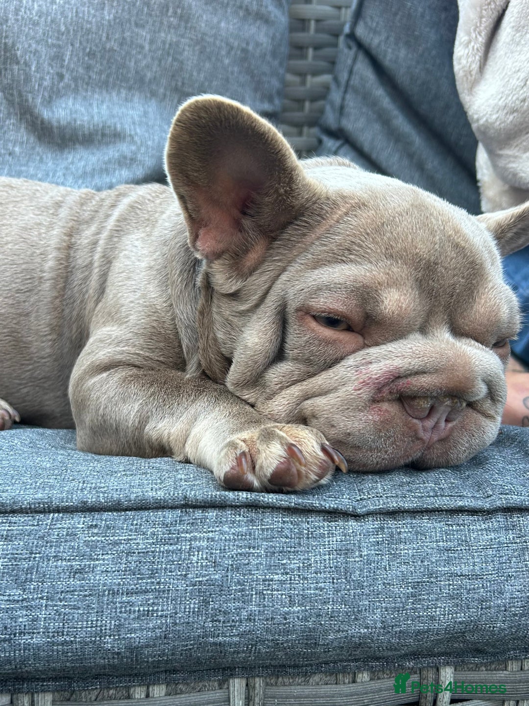 French Bulldog dogs for sale: lilac big rope frenchie - Image 3
