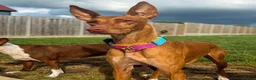Ibizan Hound dogs for adoption: Cati a lovely calm girl who loves other dogs  - Advert 3