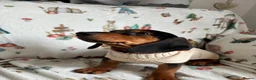 Dachshund dogs for sale: Woody - 4.5 months old. Male.  - Advert 2