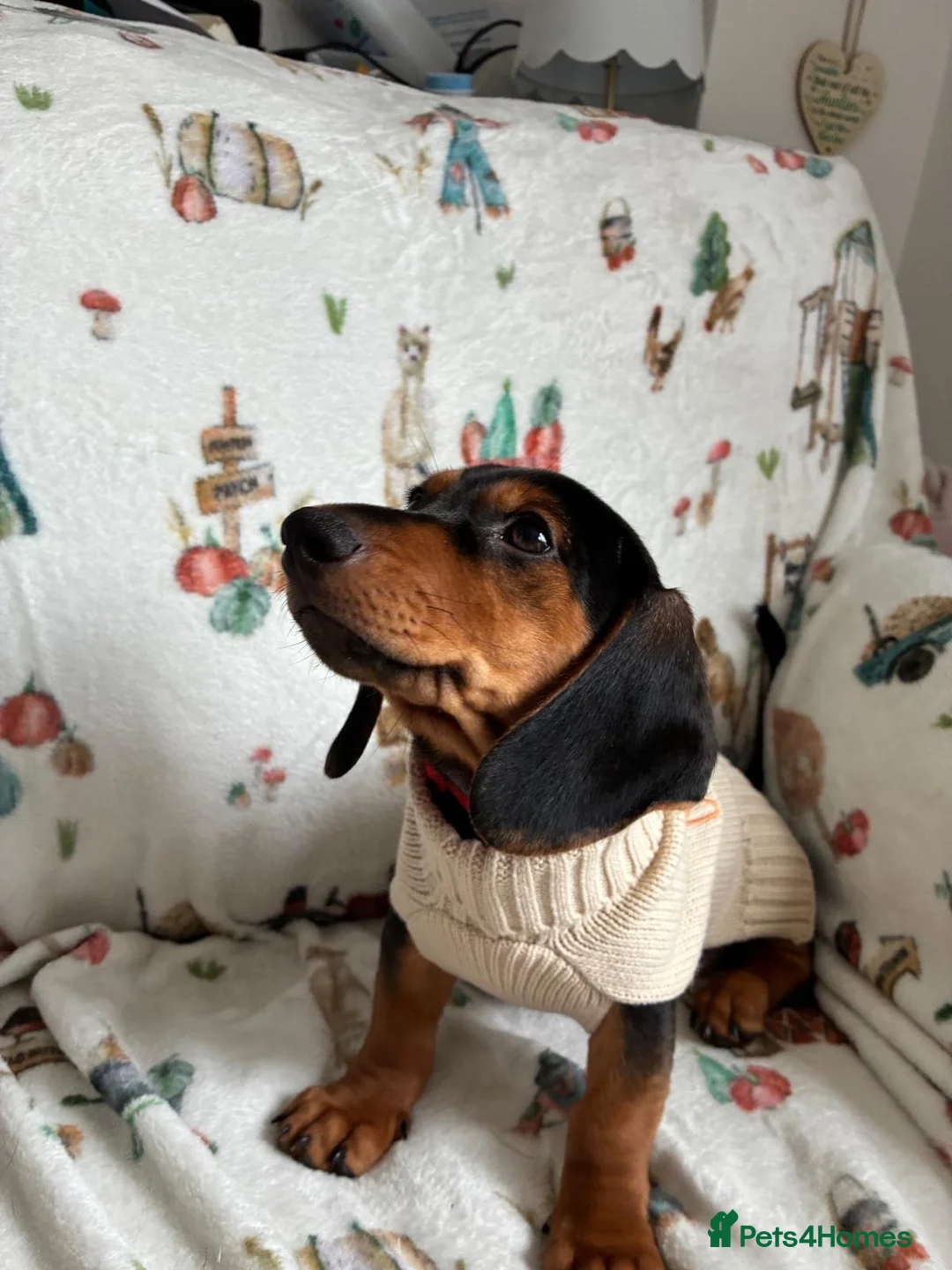 Dachshund dogs for sale: Woody - 4.5 months old. Male.  - Advert 2