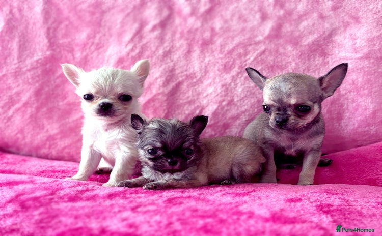 Chihuahua dogs - Advert 8