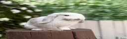 Mini Lop rabbits for sale: Two Mini Lops - Male & Female SEPARATELY  - Advert 7