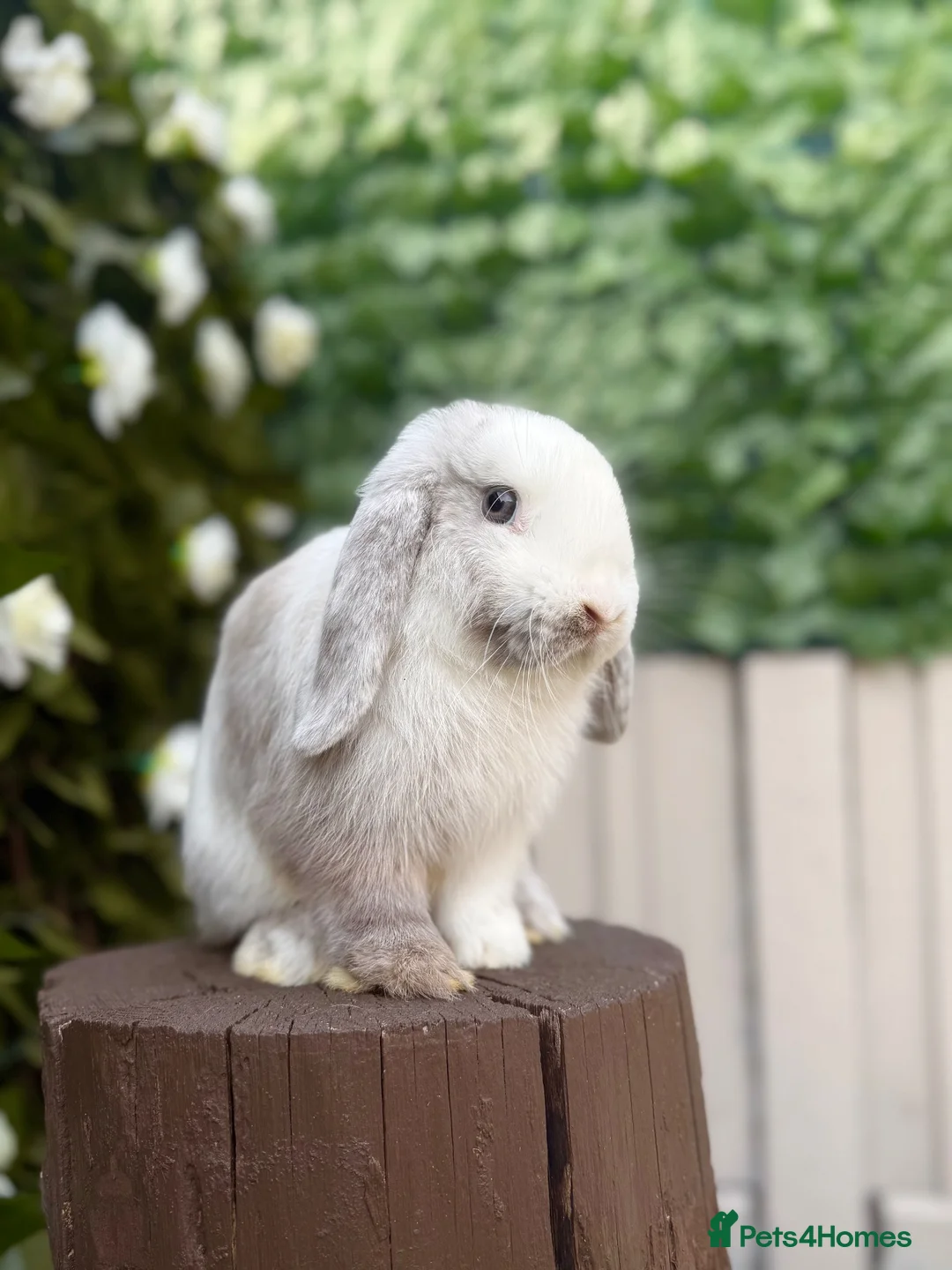 Mini Lop rabbits for sale: Two Mini Lops - Male & Female SEPARATELY  - Advert 7