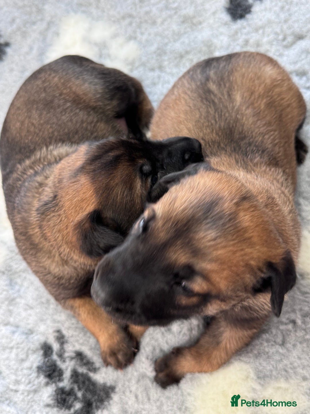 Belgian Shepherd Dog dogs for sale: Belgian Malinois Puppies - Advert 13
