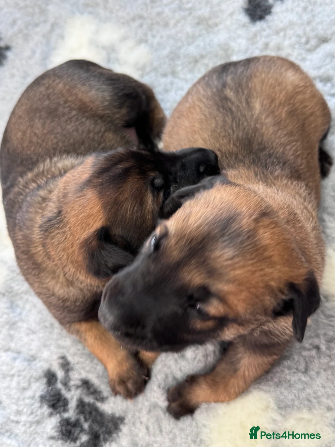 Belgian Shepherd Dog dogs for sale: Belgian Malinois Puppies - Advert 14