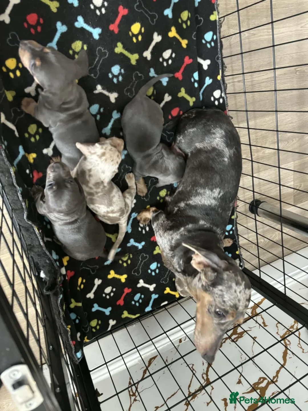 Miniature Dachshund dogs for sale: 5 BEAUTIFULL MINIATURE DACHSHUNDS - Advert 1