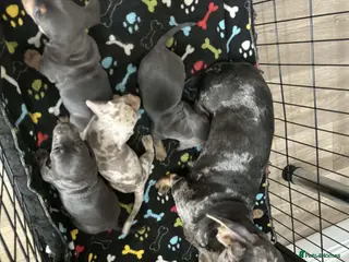 Miniature Dachshund dogs 5 BEAUTIFULL MINIATURE DACHSHUNDS - Advert 2