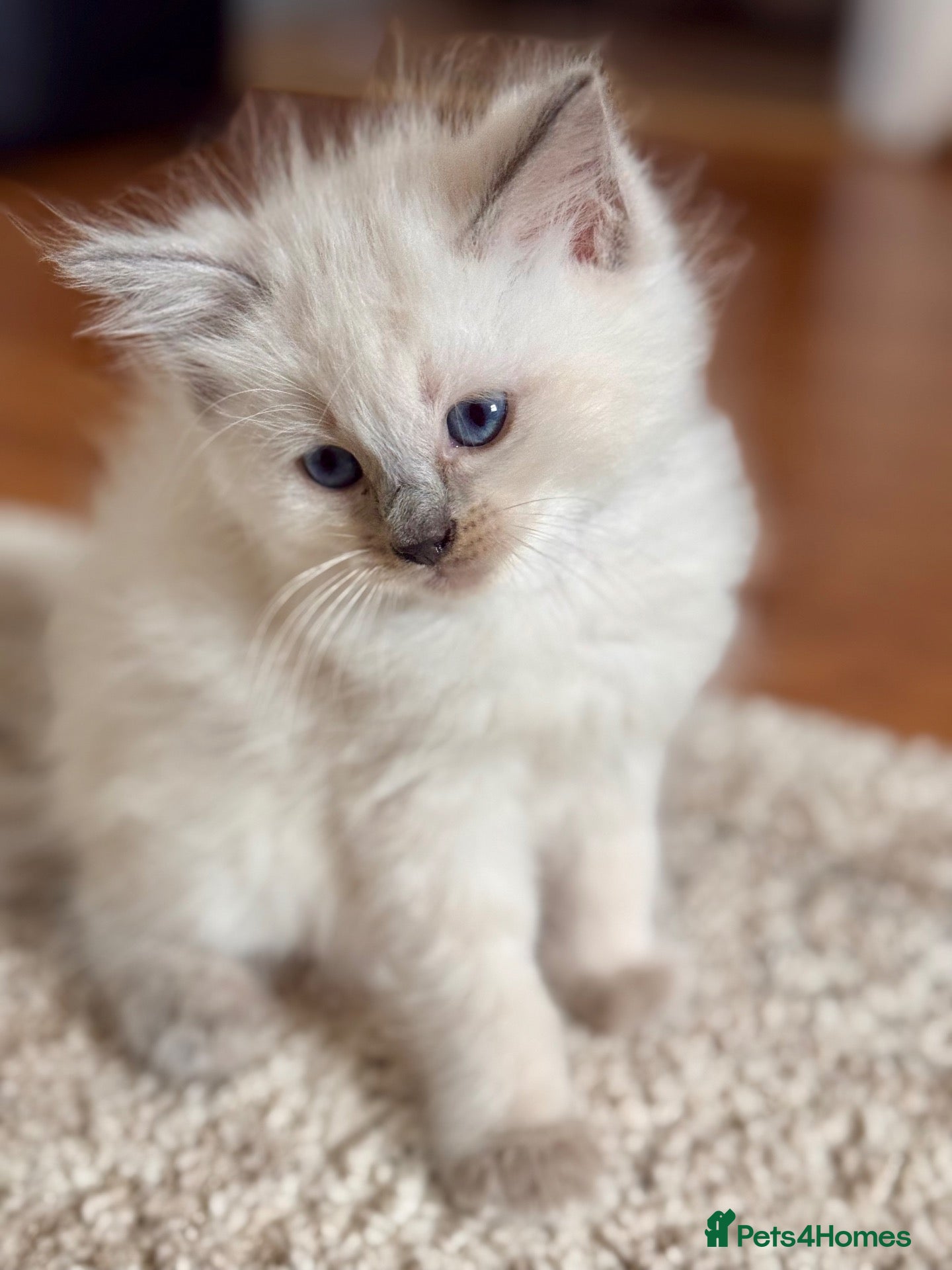 Ragdoll cats 🩵🔹💙Blue point ragdoll kittens💙🔹🩵 - Advert 5