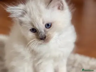 Ragdoll cats 🩵🔹💙Blue point ragdoll kittens💙🔹🩵 - Advert 4