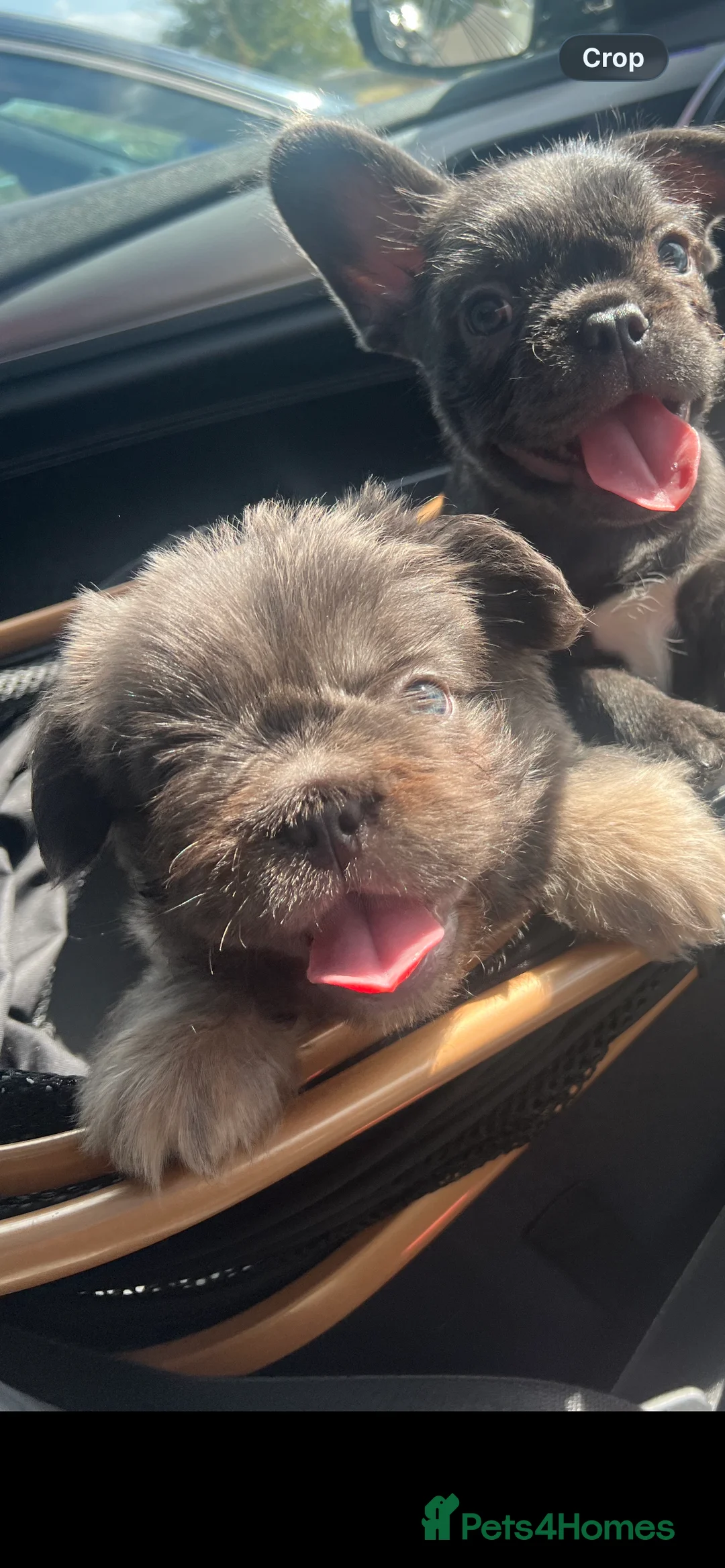 French Bulldog dogs for sale: Floodle Frenchie puppies  - Advert 2