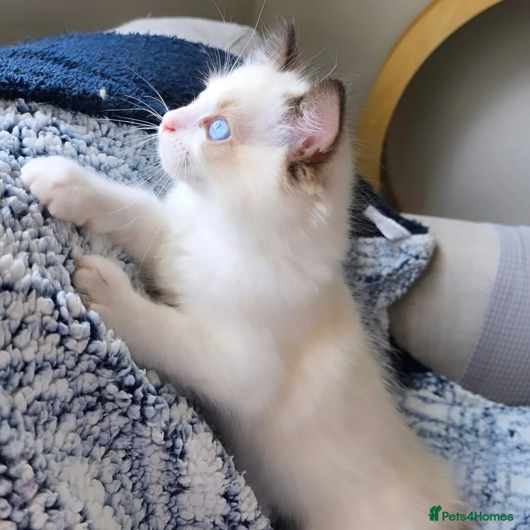 Ragdoll cats for sale: Beautiful Ragdoll Kittens Ready  - Advert 6