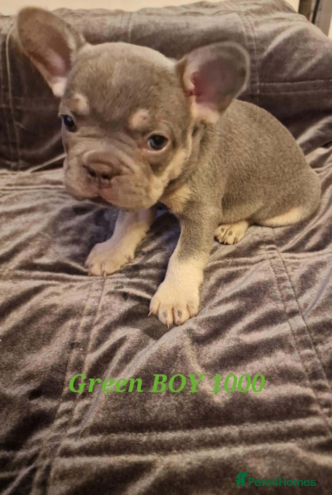 French Bulldog dogs French bulldog  - Advert 2