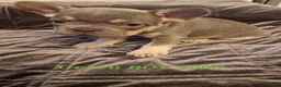 French Bulldog dogs for sale: French bulldog  in Smethwick - Advert 1