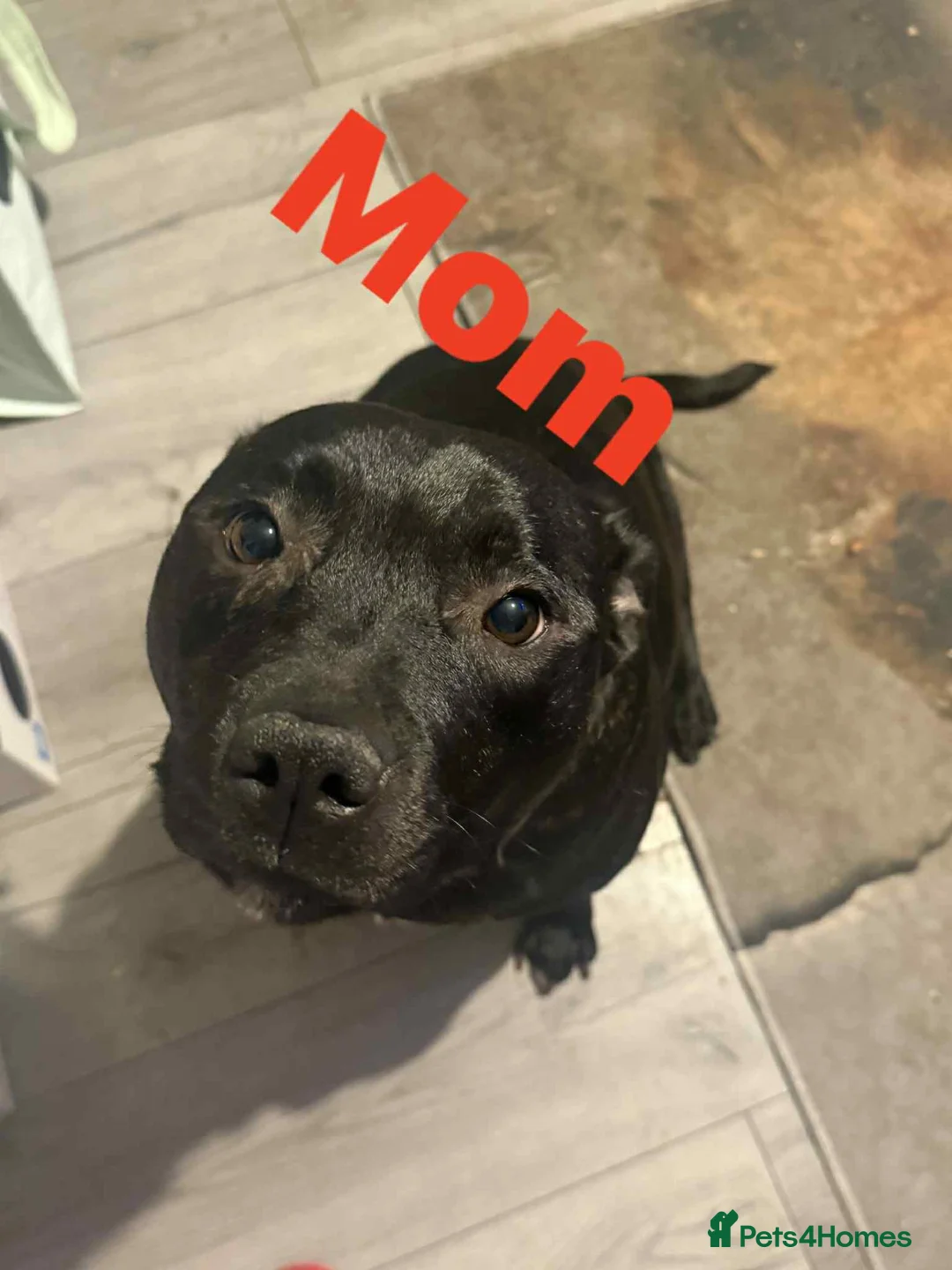 Mixed Breed dogs for sale: 18 week old staff x German Shepherd male  - Advert 2