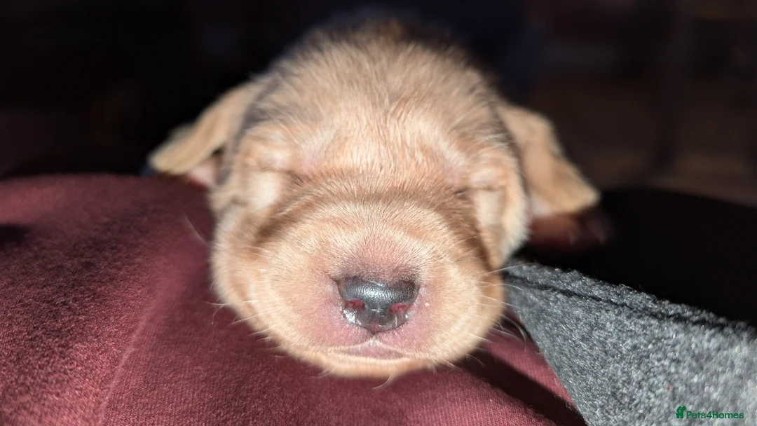 Labrador Retriever dogs for sale: 2 Male Puppies: Red and Yellow FTW & FTCH lines - Advert 4