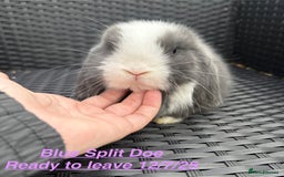 Mini Lop rabbits for sale: Mini Lops Bunnies. READ DESCRIPTION - Updated 22/7 in Chard - Image 11