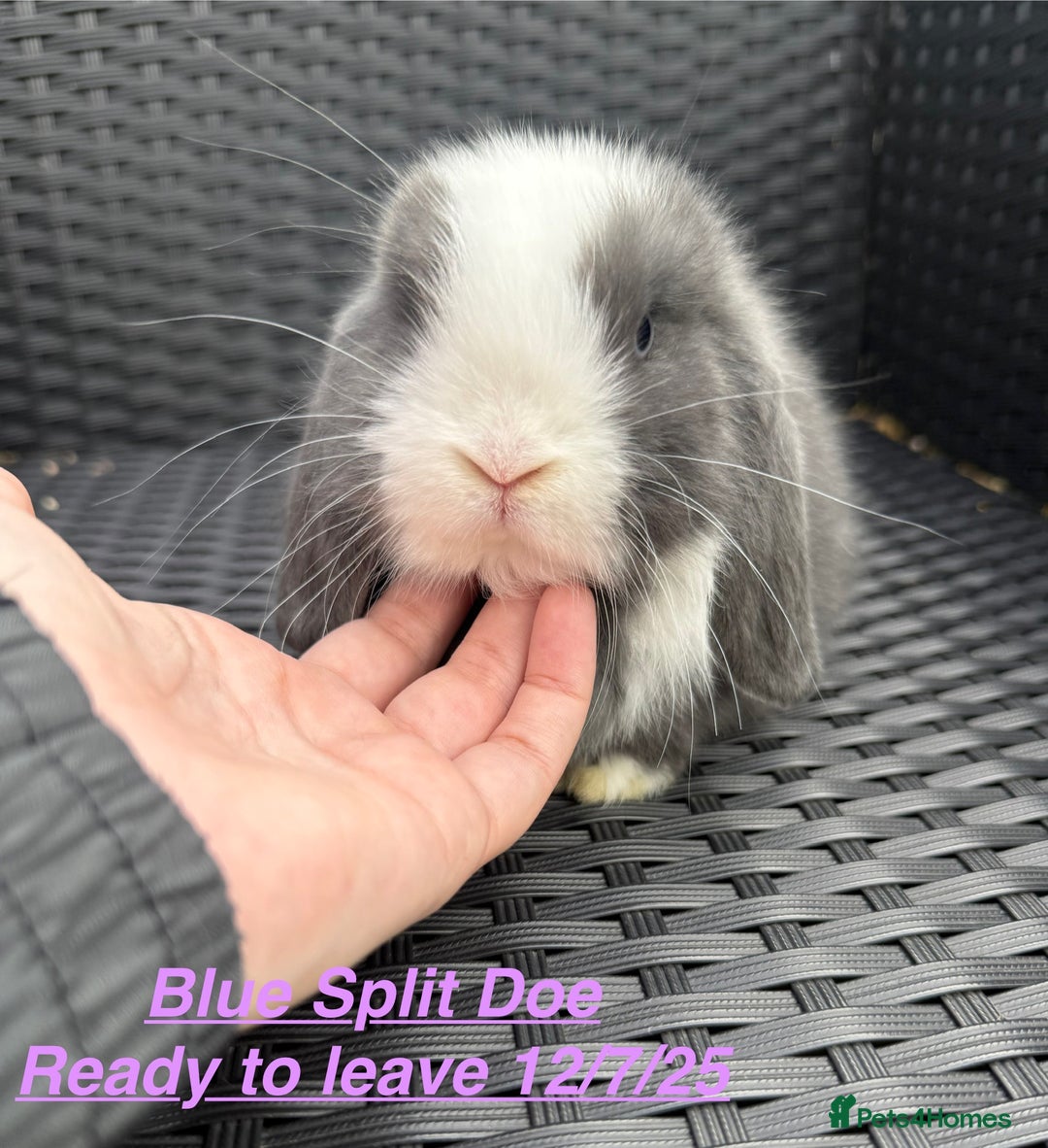 Mini Lop rabbits for sale: Mini Lops Bunnies. READ DESCRIPTION - Updated 22/7 in Chard - Image 11