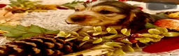 Cocker Spaniel dogs for sale: Show type cocker spaniels ready soon - Advert 4