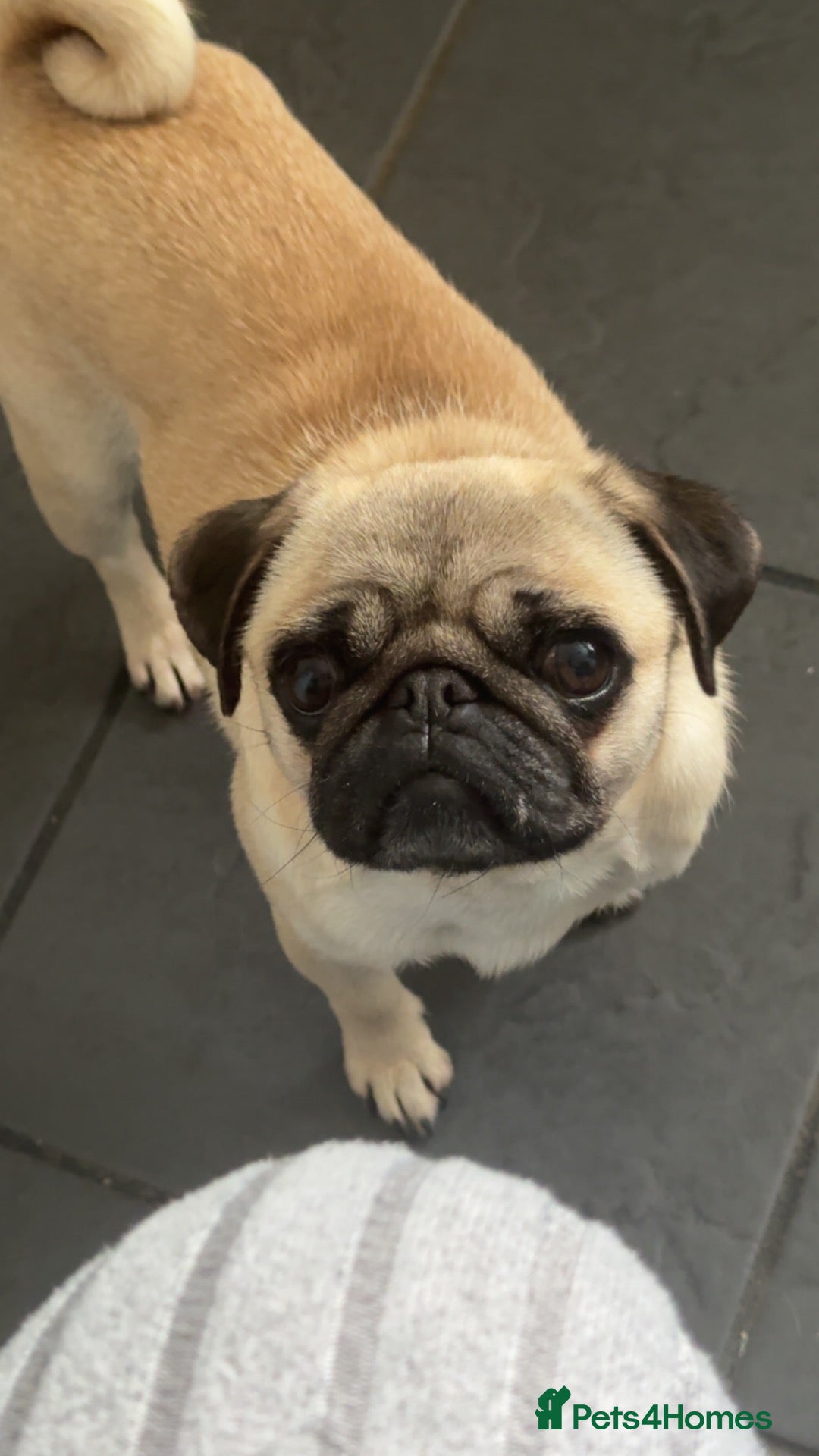 Frug dogs frug babys - Advert 1