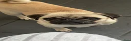 Frug dogs for sale: frug babys - Advert 1