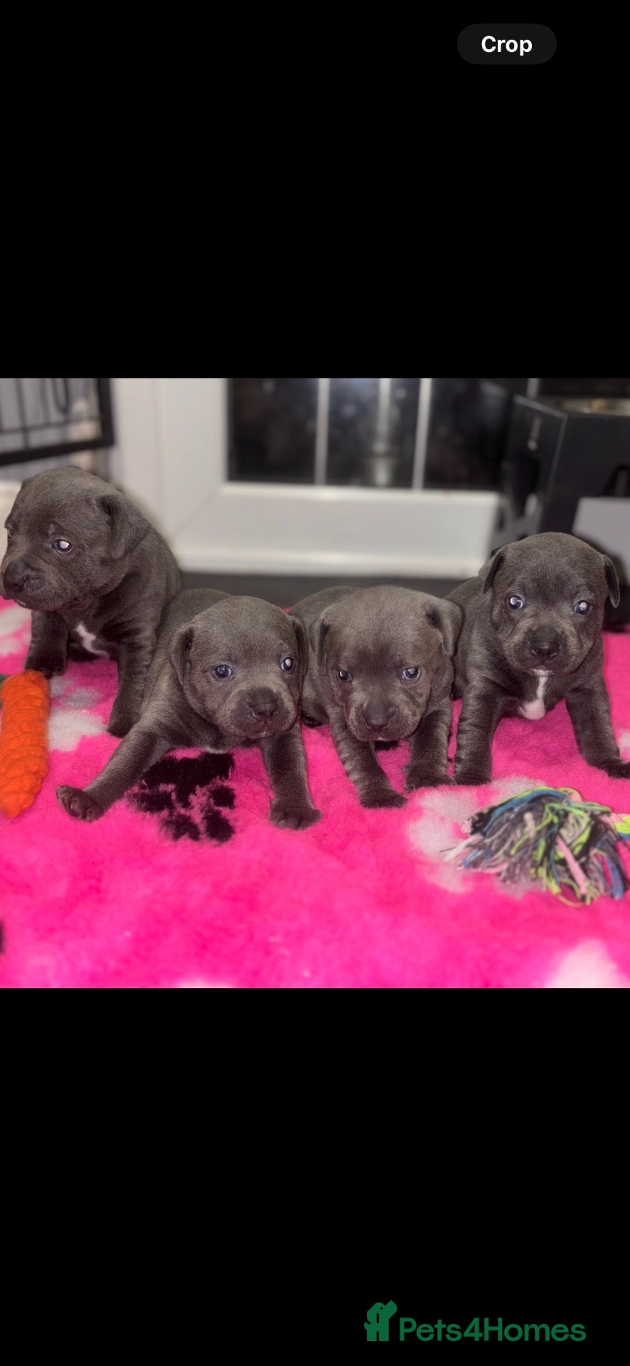 Staffordshire Bull Terrier dogs BEAUTIFUL BLUE STAFFY PUPPIES  - Advert 4