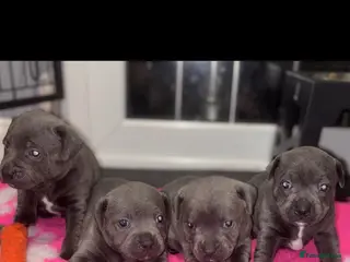 Staffordshire Bull Terrier dogs BEAUTIFUL BLUE STAFFY PUPPIES - Advert 4