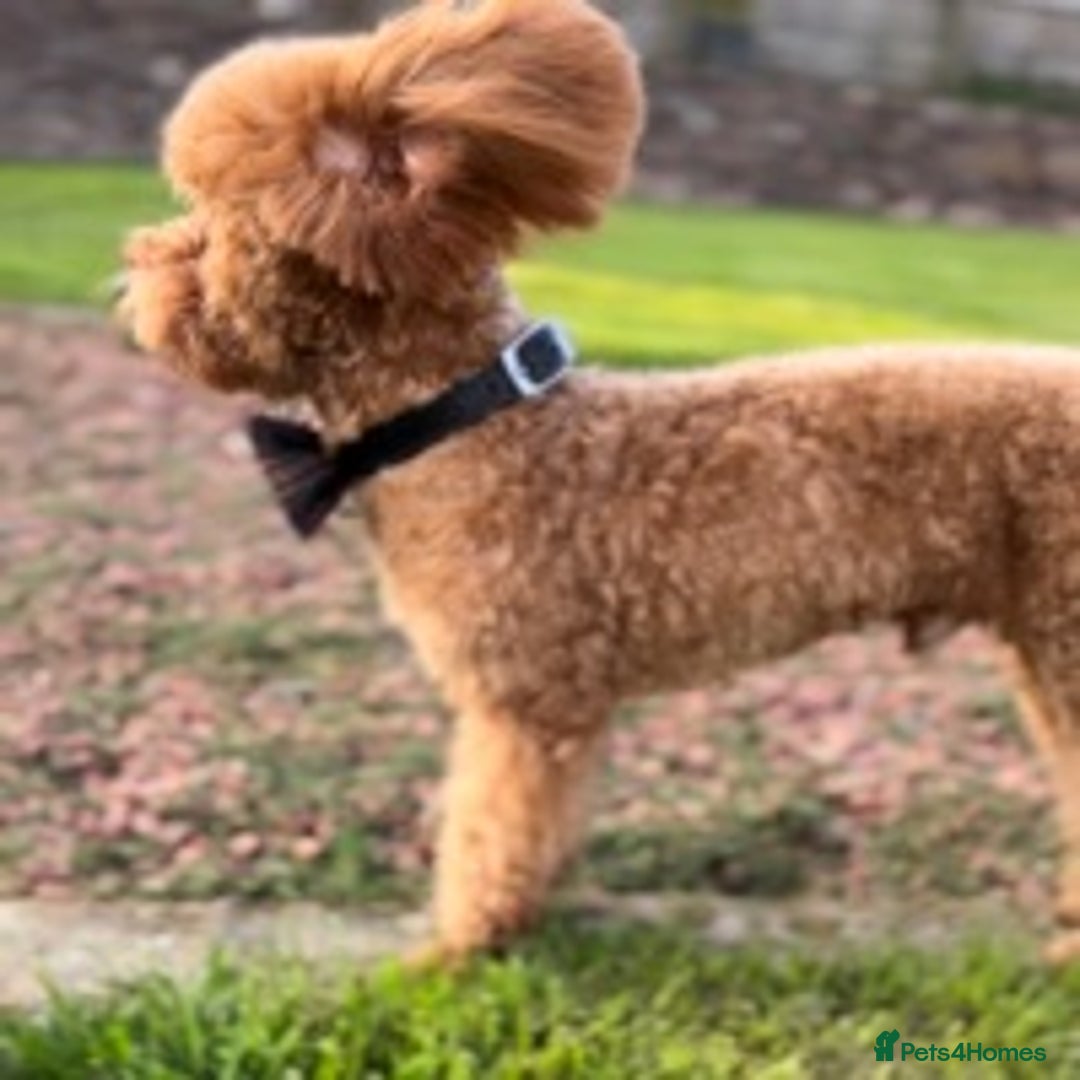 Poodle dogs for stud: £250 DNA Clear Red Toy Poodle KC Registered STUDS! in Welshpool - Advert 4