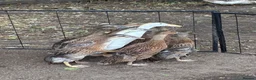 Ducks poultry for sale: Indian Runner Ducklings  - Advert 2