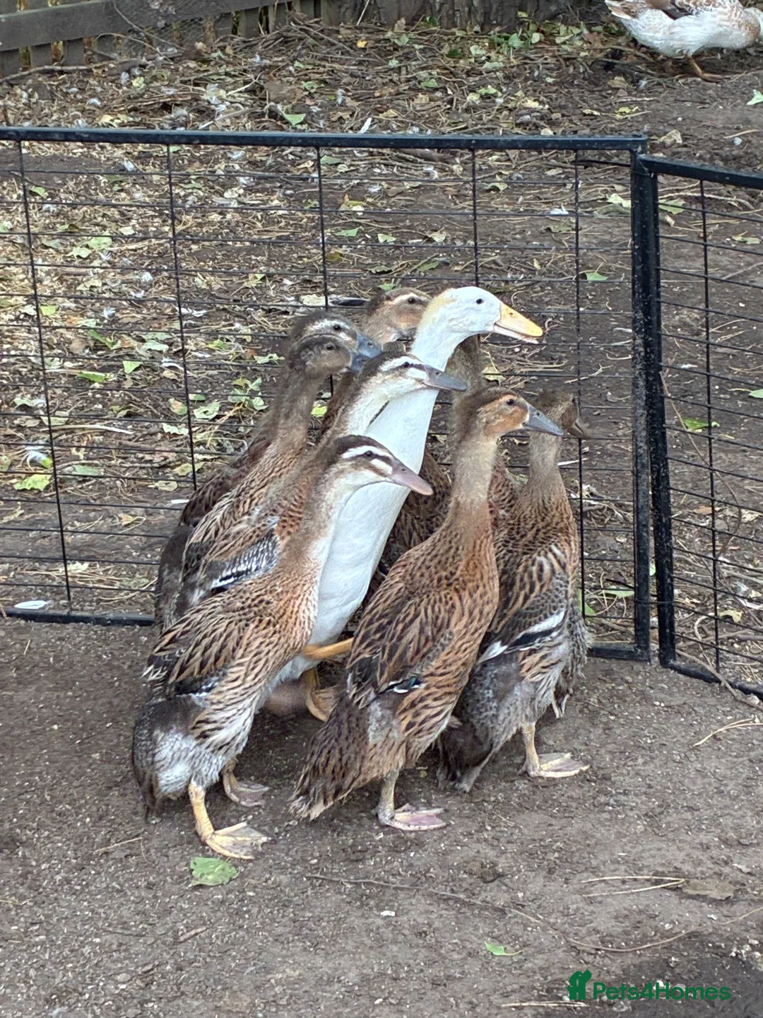 Ducks poultry for sale: Indian Runner Ducklings  - Advert 2
