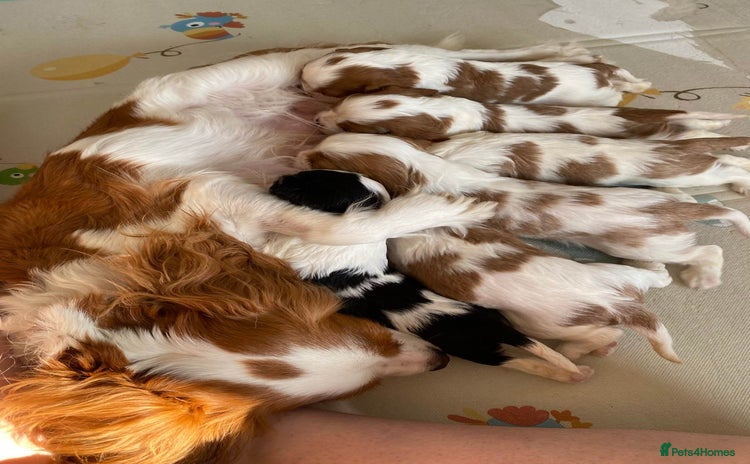 Cavalier King Charles Spaniel dogs - Advert 11