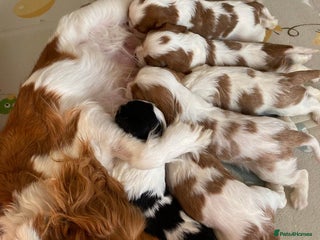 Cavalier King Charles Spaniel dogs - Advert 1