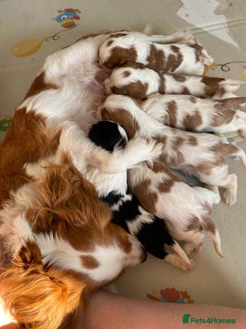 Cavalier King Charles Spaniel dogs - Advert 2