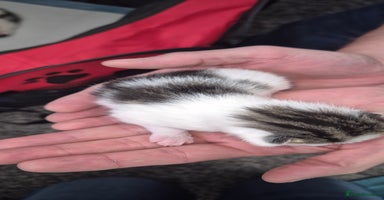 Mixed Breed cats - Advert 8