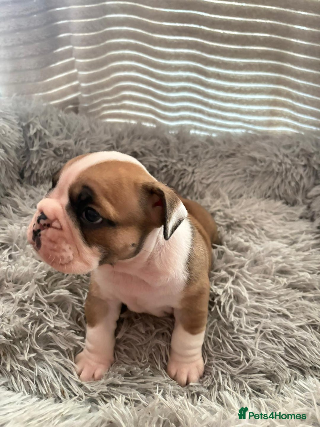 English Bulldog dogs for sale: Kc stunning English bulldog puppies - Advert 8