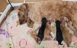 Toy Poodle dogs for stud: ✨ RALPHI TOY POODLE PROVEN✨ - Image 5