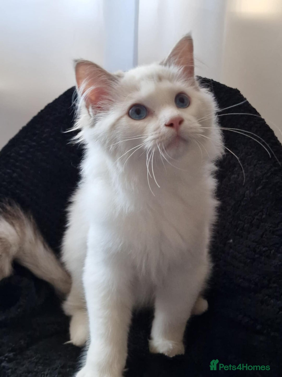 Ragdoll cats for sale: GRAND Champion European Line kittens.FULL PEDIGREE - Image 26