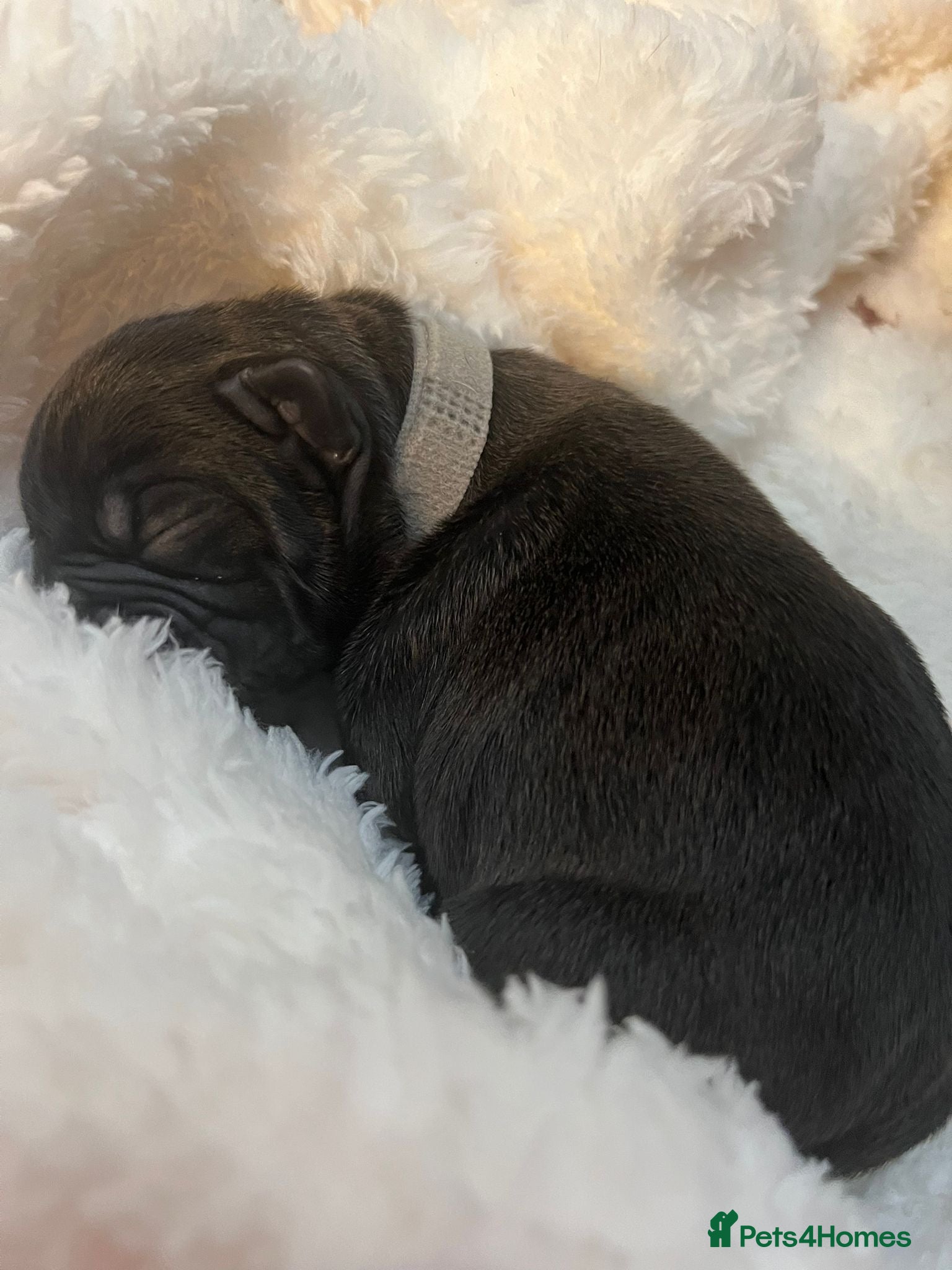 Mixed Breed dogs for sale: 🐾 French Bulldog × Olde English Bulldog Pups 🐾 - Advert 9