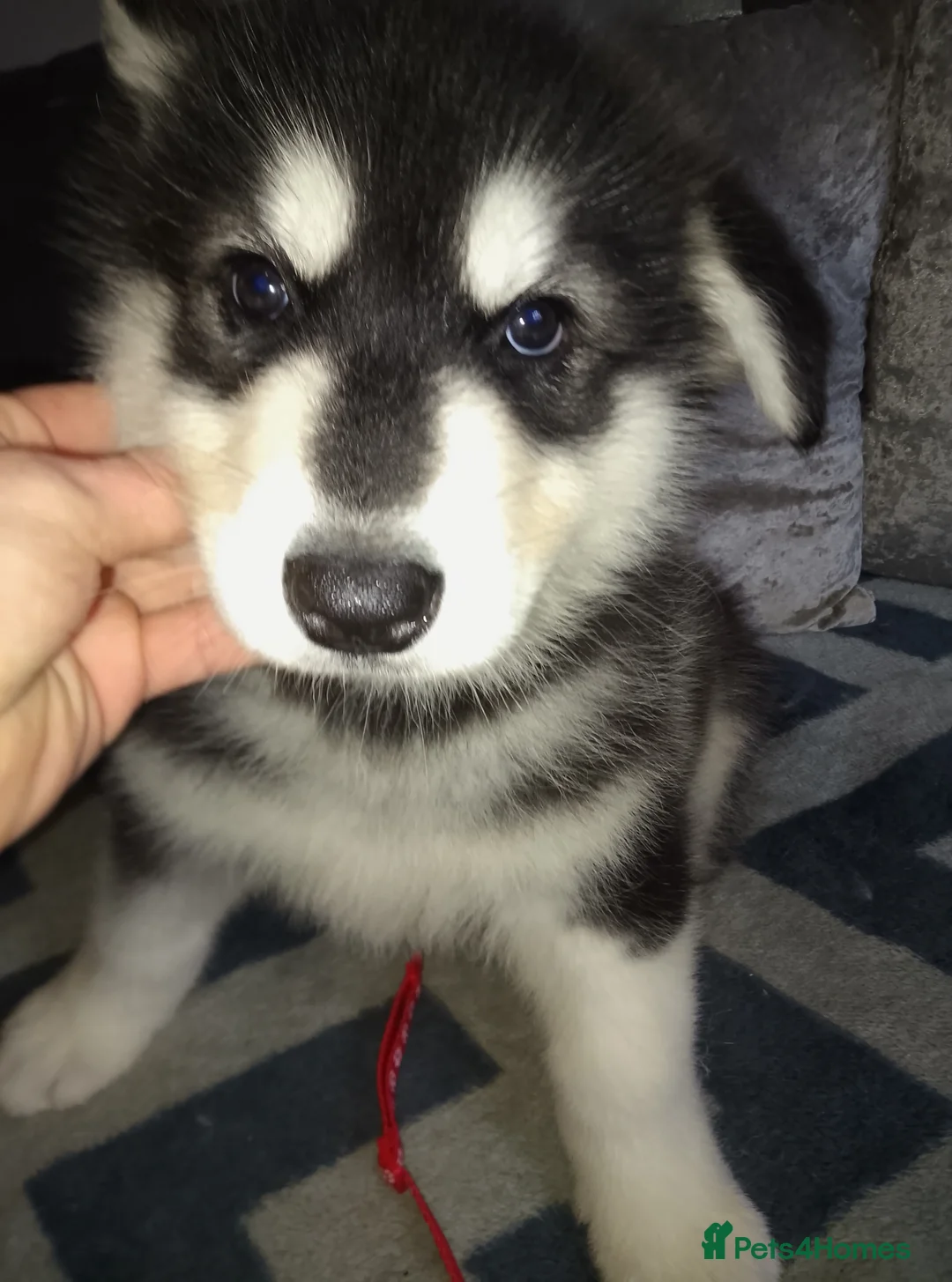Alaskan Malamute dogs for sale: Alaskan malamute puppies  - Advert 6