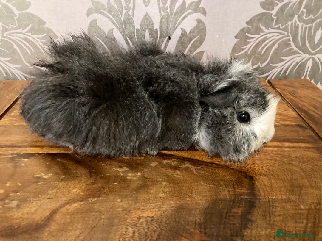 Guinea Pig rodents for sale: MALE Guinea pigs - Advert 3