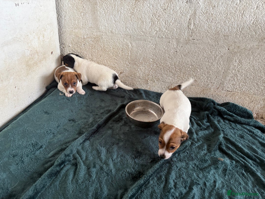Jack Russell dogs for sale:  Jack Russell puppies ready now  - Image 7