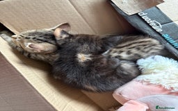 Savannah cats for sale: 3 beautiful kittens  - Image 2