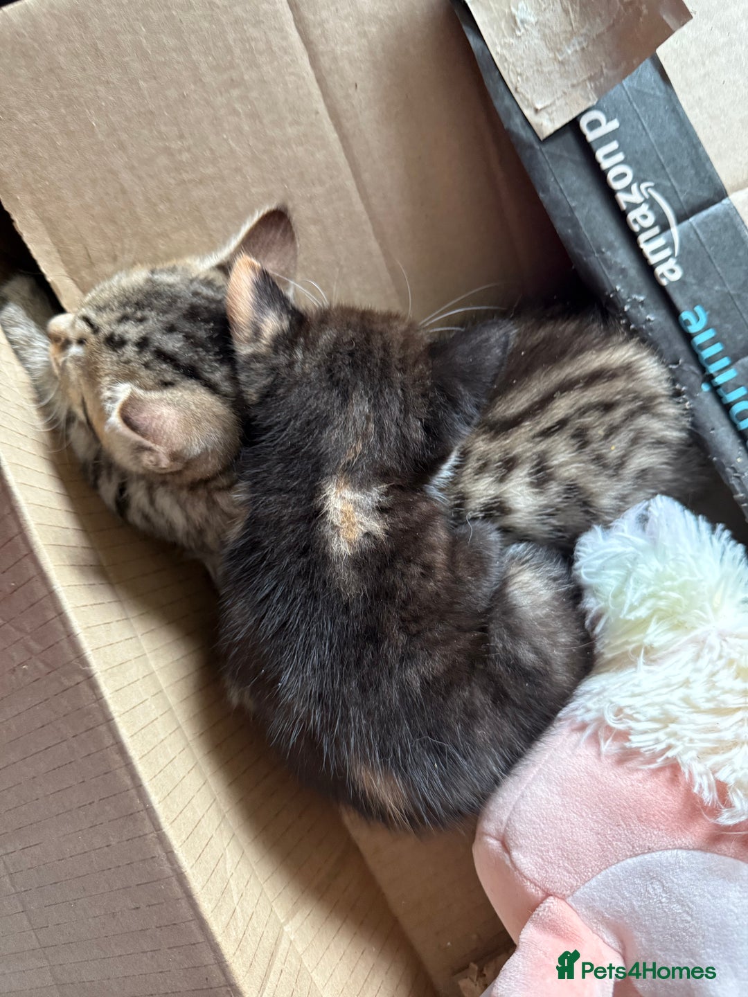 Savannah cats for sale: 3 beautiful kittens  - Image 2
