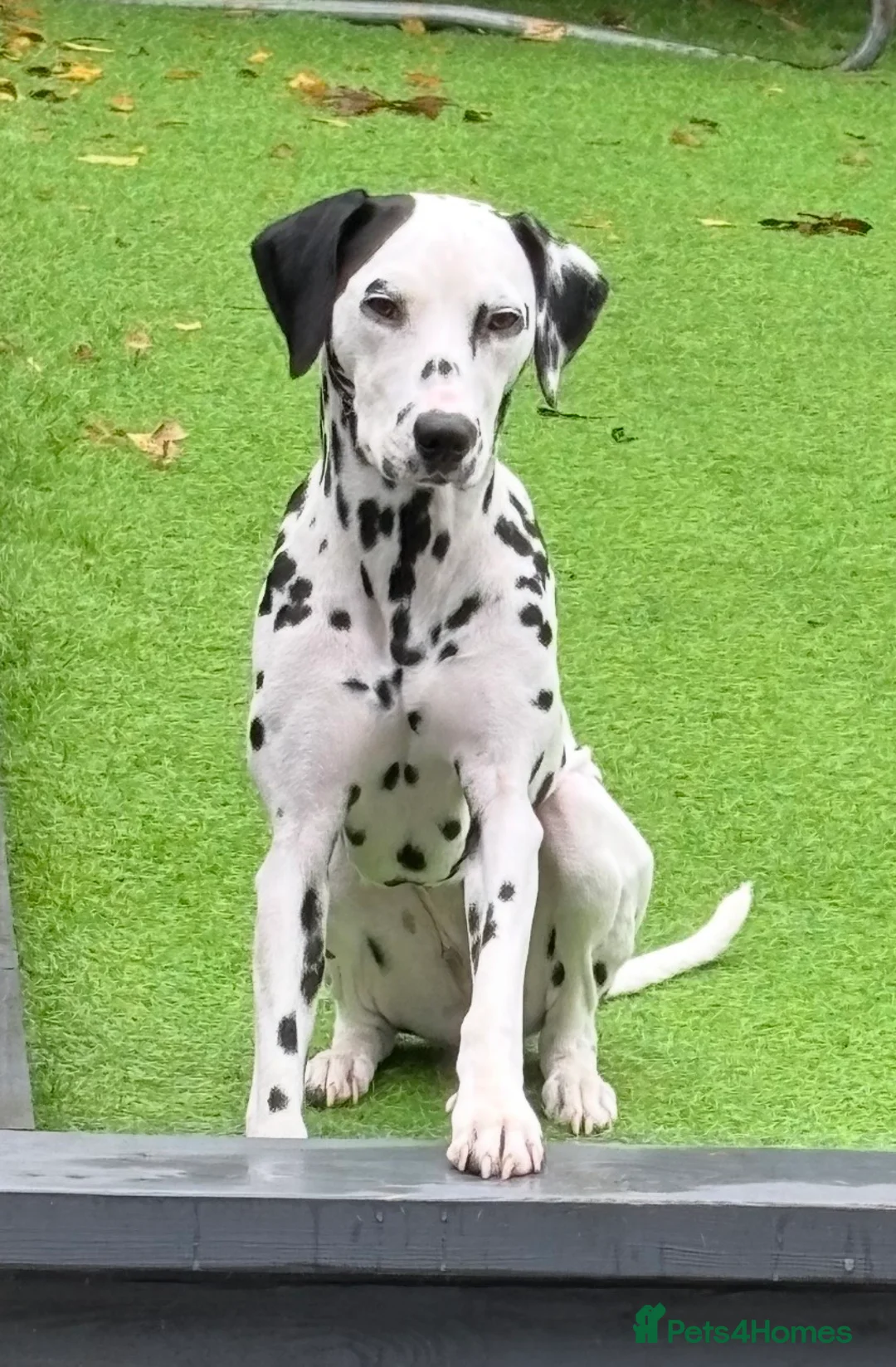 Dalmatian dogs for sale: 18 month old female Dalmatian  in Bridge of Weir - Advert 2