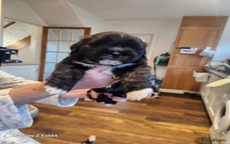 Lhasa Apso dogs for sale: Lhasa apso for sale - Image 6