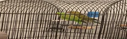 Ringnecks birds for sale: Indian ringneck parakeet in Newcastle upon Tyne - Advert 5
