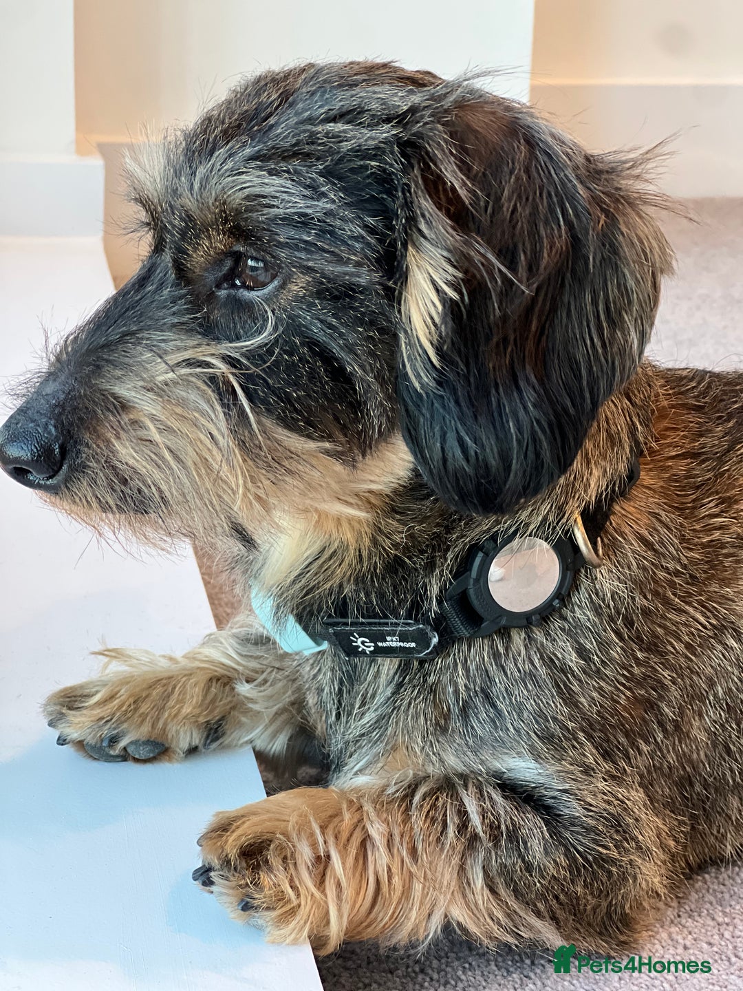 Dachshund dogs for stud: WIREHAIRED TECKEL DACHSHUND available for stud - Advert 9