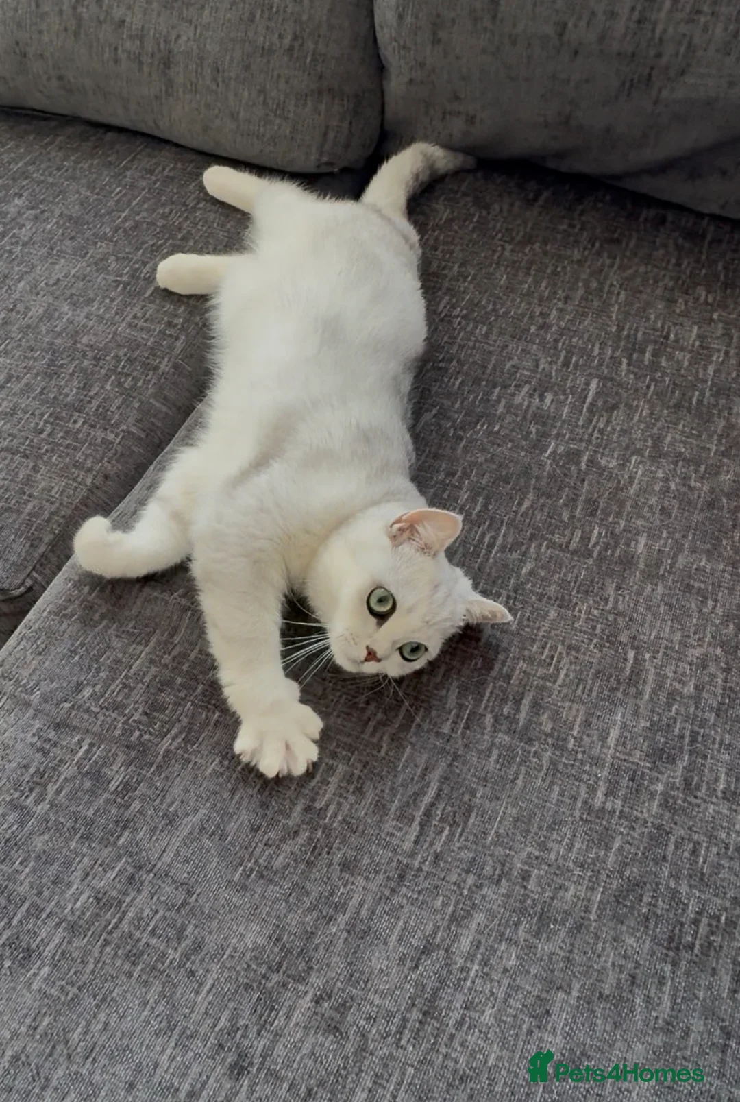 British Shorthair cats for sale: British Shorthair  in Wigston - Advert 2
